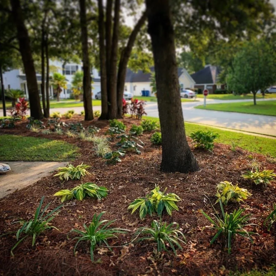Affordable yard maintenance near you in Pooler, GA by Olde Savannah Gardens