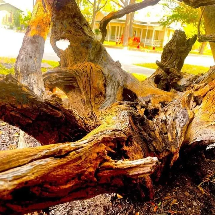 Custom lawn mowing service in New Braunfels, TX - Oldschool Landscapes