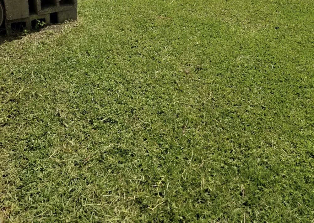 Affordable yard maintenance experts serving Raceland, LA - Ole Guys Lawn Care Service