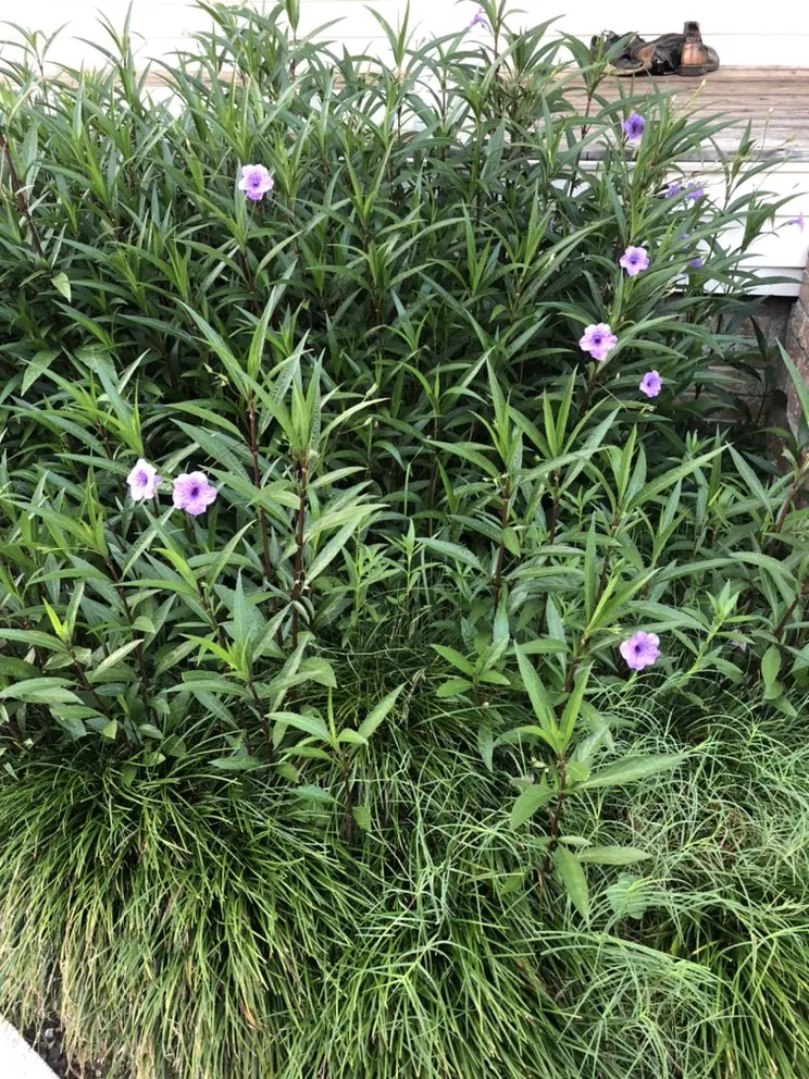 Professional landscape installation in Raceland, LA by Ole Guys Lawn Care Service