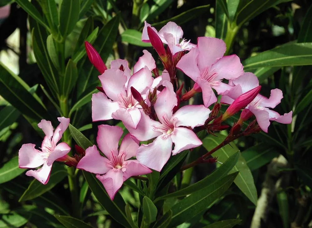 Trusted landscape design for homes across Tucson, AZ - Oleander Landscaping