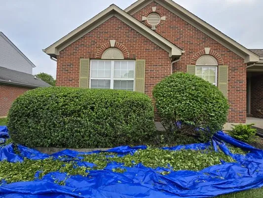 Olguin Sanchez landscaping