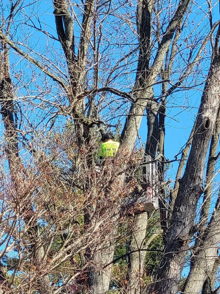 Expert lawn mowing service in Godfrey, IL by OLI Outdoor Services