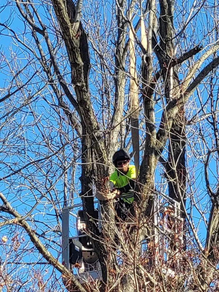 Affordable yard cleanup service experts serving Godfrey, IL - OLI Outdoor Services