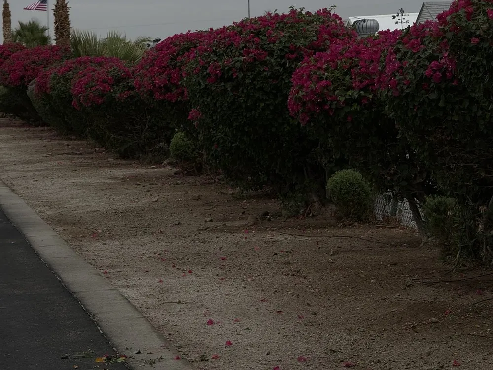 Reliable yard cleanup service in Yuma, AZ by Olivares and Daughters Tree Service