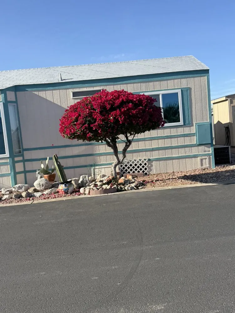 Professional lawn mowing service for beautiful yards across Yuma, AZ - Olivares and Daughters Tree Service