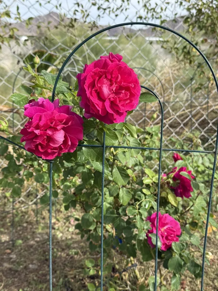 Trusted yard maintenance experts serving Yuma, AZ - Olivares and Daughters Tree Service