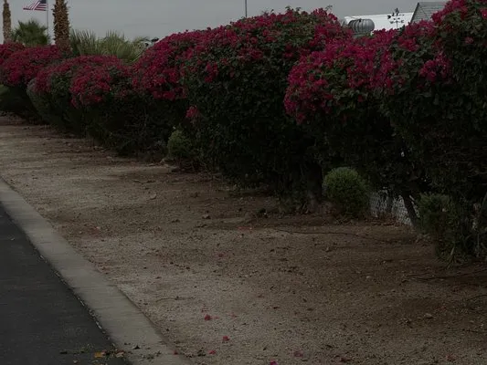 Olivares and Daughters Tree Service