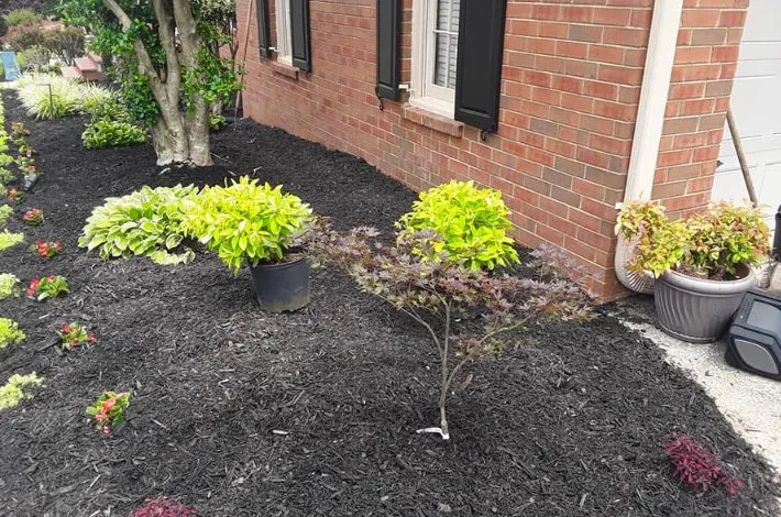 Local residential landscaping for year-round maintenance in Duluth, GA by Olivares Landscaping