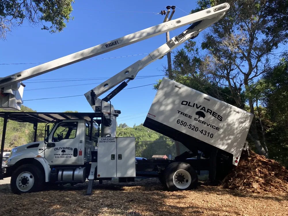 Affordable yard cleanup service experts serving San Mateo, CA - Olivares Tree Service