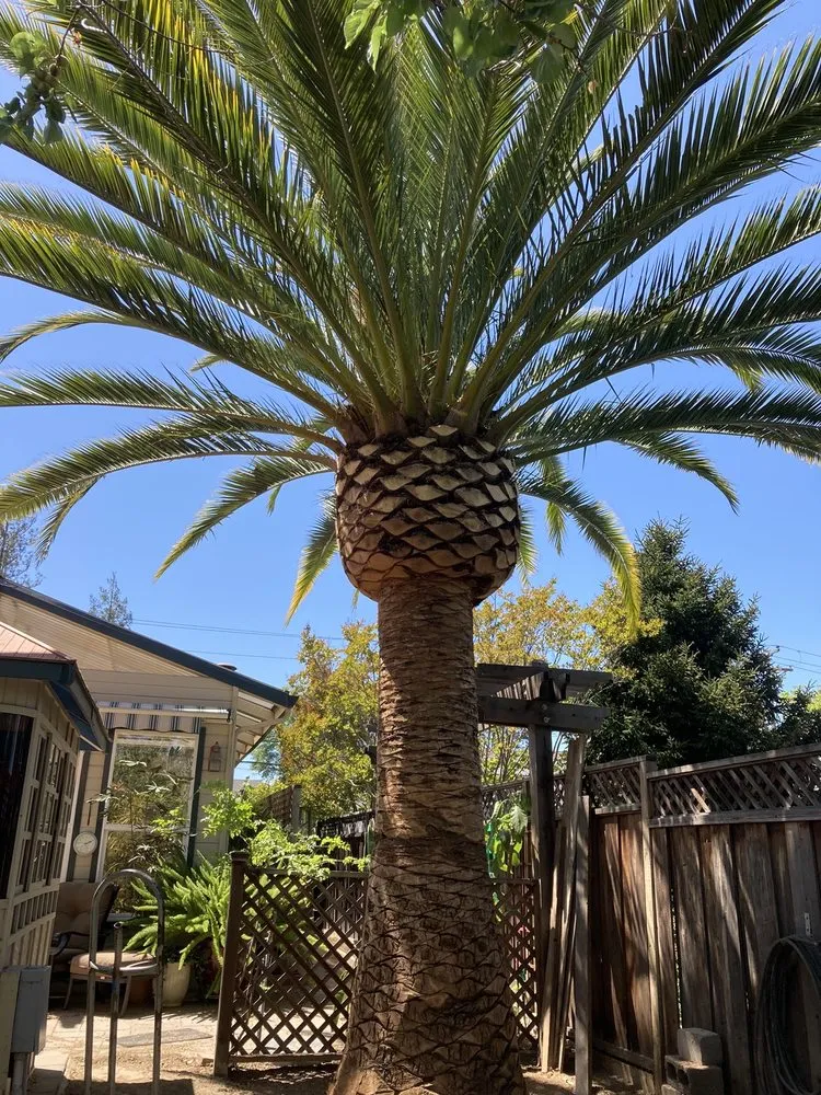 Expert yard maintenance near you in San Mateo, CA by Olivares Tree Service
