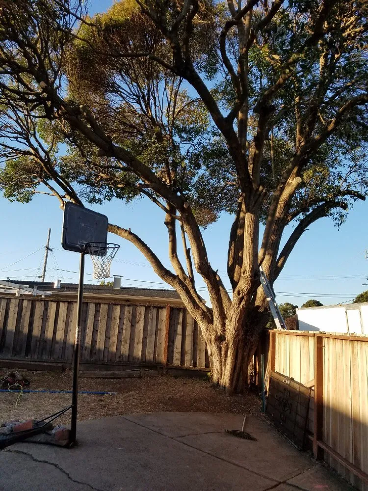 Custom yard cleanup service experts serving San Mateo, CA - Olivares Tree Service