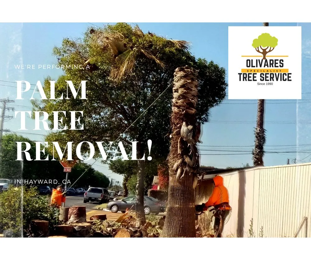 Reliable lawn care service experts serving San Mateo, CA - Olivares Tree Service