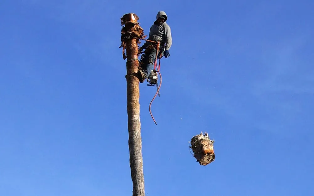 Top-rated residential landscaping experts serving San Mateo, CA - Olivares Tree Service