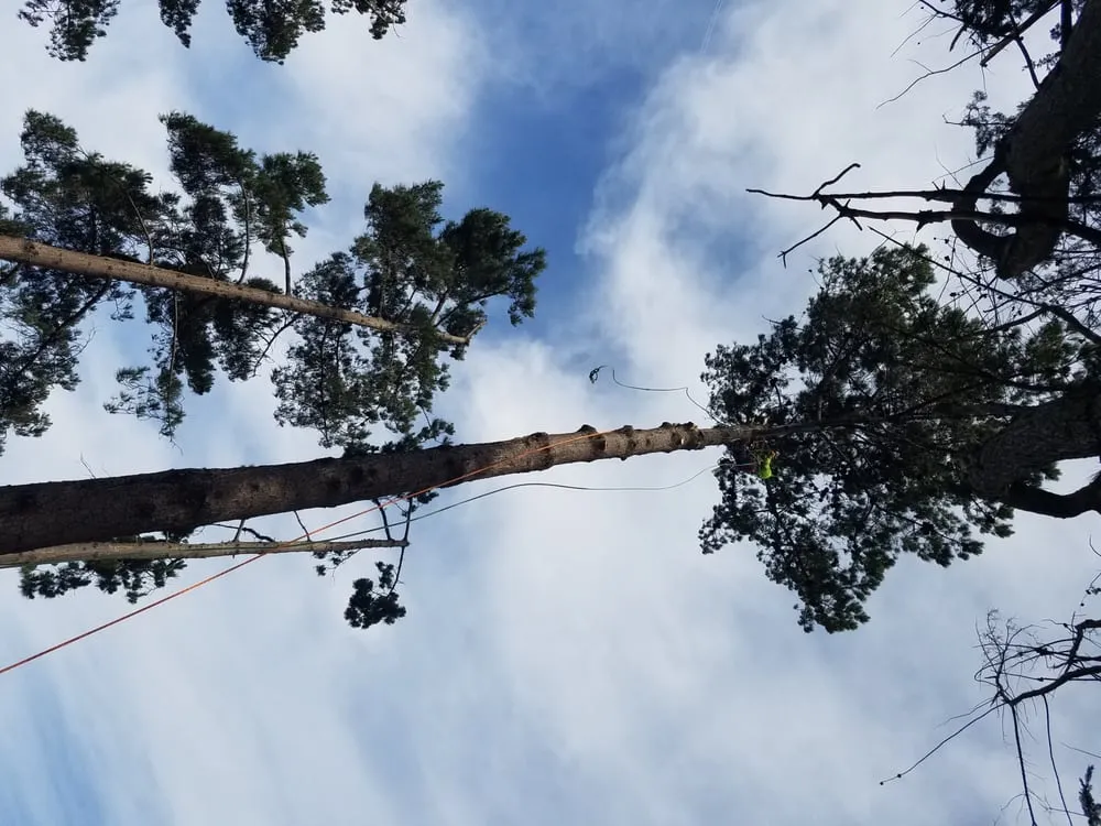 Affordable lawn mowing service for homes in San Mateo, CA by Olivares Tree Service