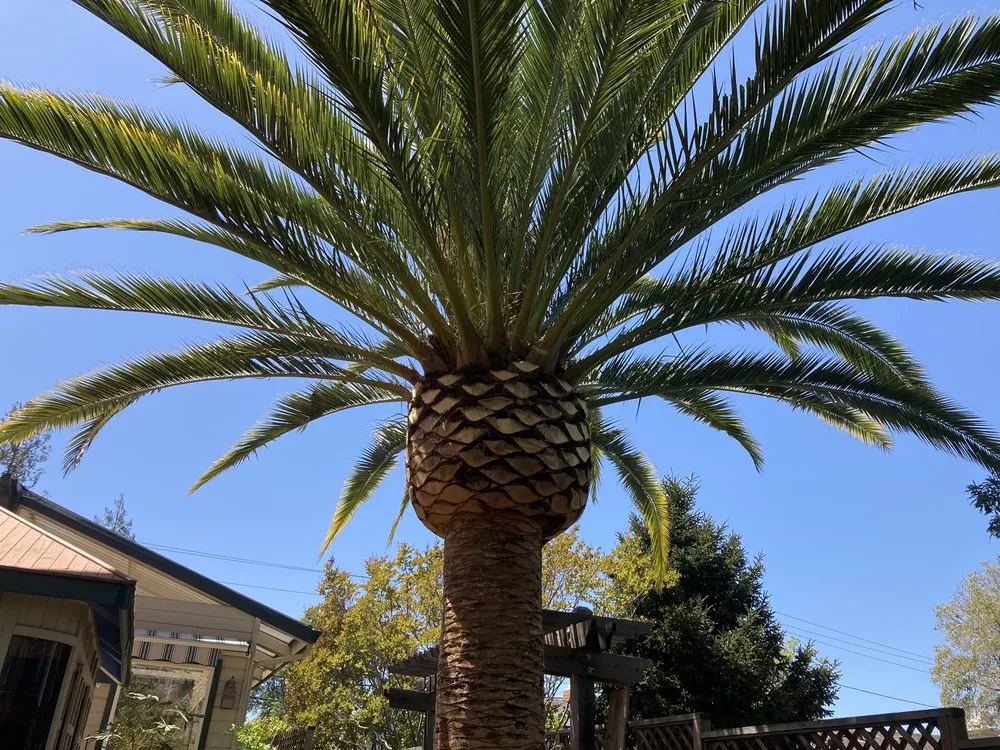 Affordable outdoor landscaping for residential properties in San Mateo, CA by Olivares Tree Service