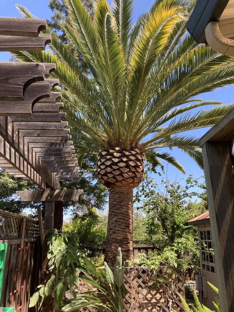 Expert garden landscaping experts serving San Mateo, CA - Olivares Tree Service