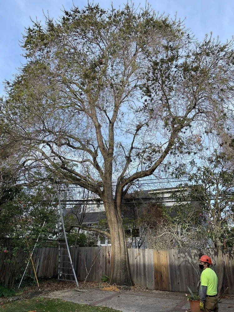 Expert lawn care service in San Mateo, CA - Olivares Tree Service