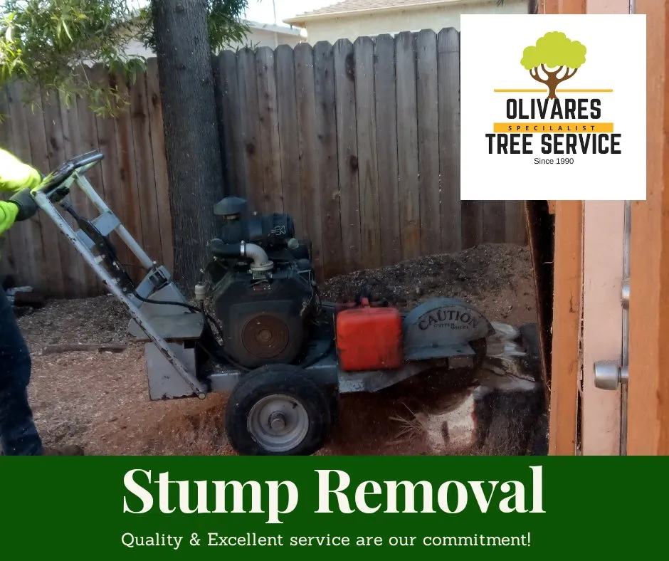 Professional residential landscaping with custom design across San Mateo, CA - Olivares Tree Service