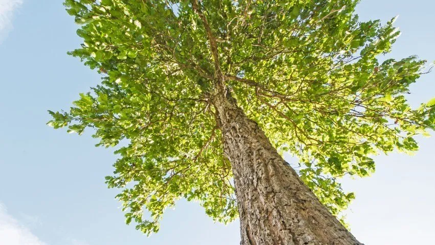 Reliable landscape installation experts serving San Mateo, CA - Olivares Tree Service