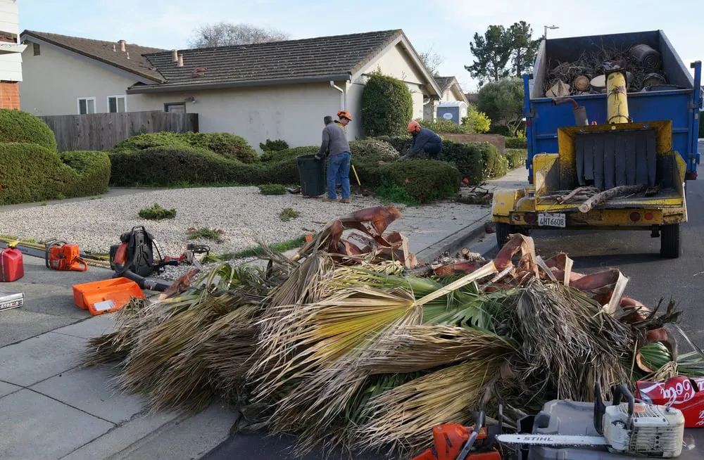Trusted yard maintenance in San Mateo, CA by Olivares Tree Service