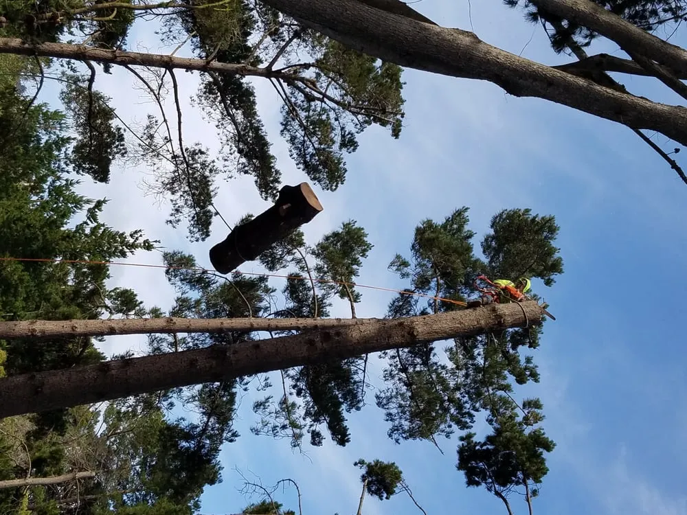 Affordable landscape installation experts serving San Mateo, CA - Olivares Tree Service