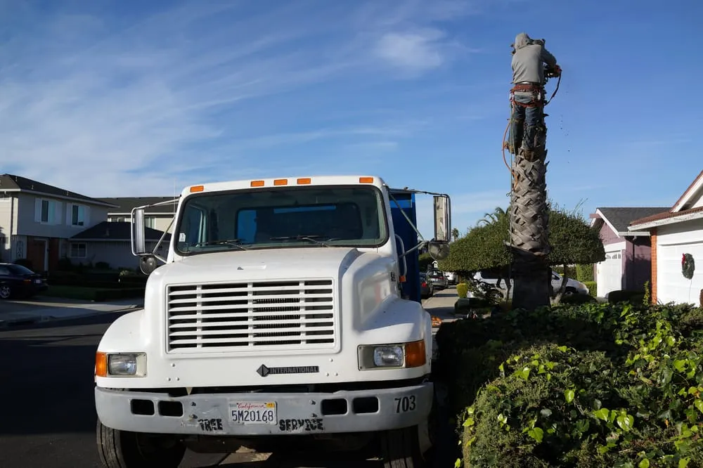 Local residential landscaping experts serving San Mateo, CA - Olivares Tree Service