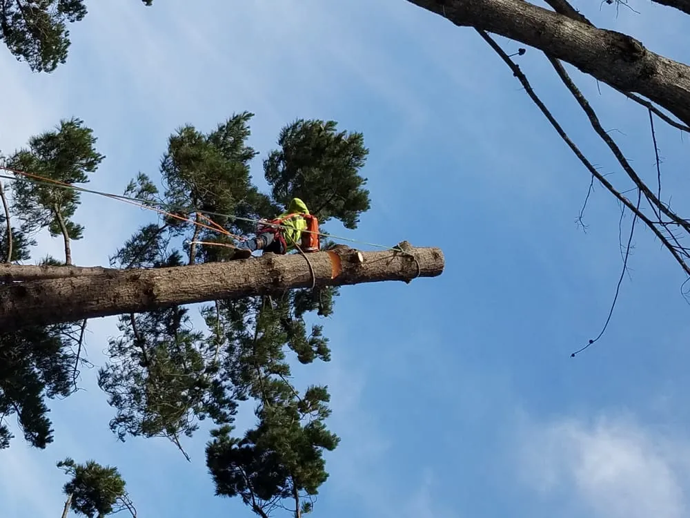 Local residential landscaping experts serving San Mateo, CA - Olivares Tree Service