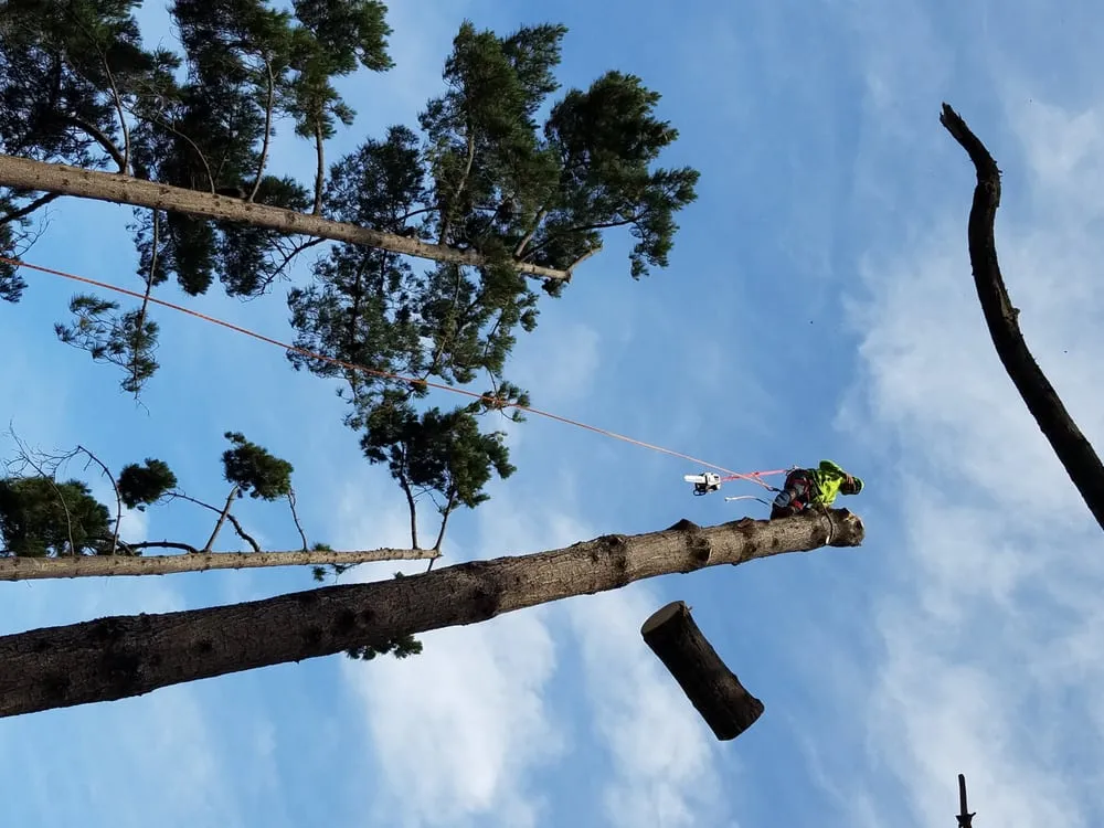 Affordable landscaping services for year-round maintenance in San Mateo, CA by Olivares Tree Service