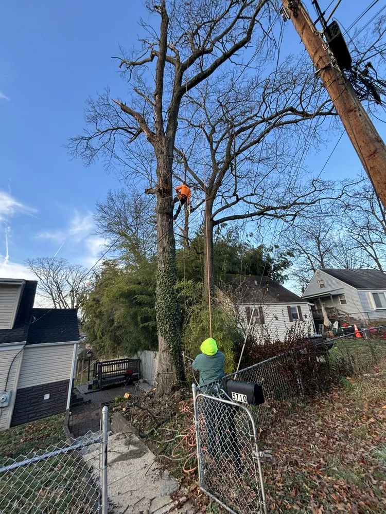 Trusted yard cleanup service near you across Silver Spring, MD - Oliva's Tree Services & Landscaping