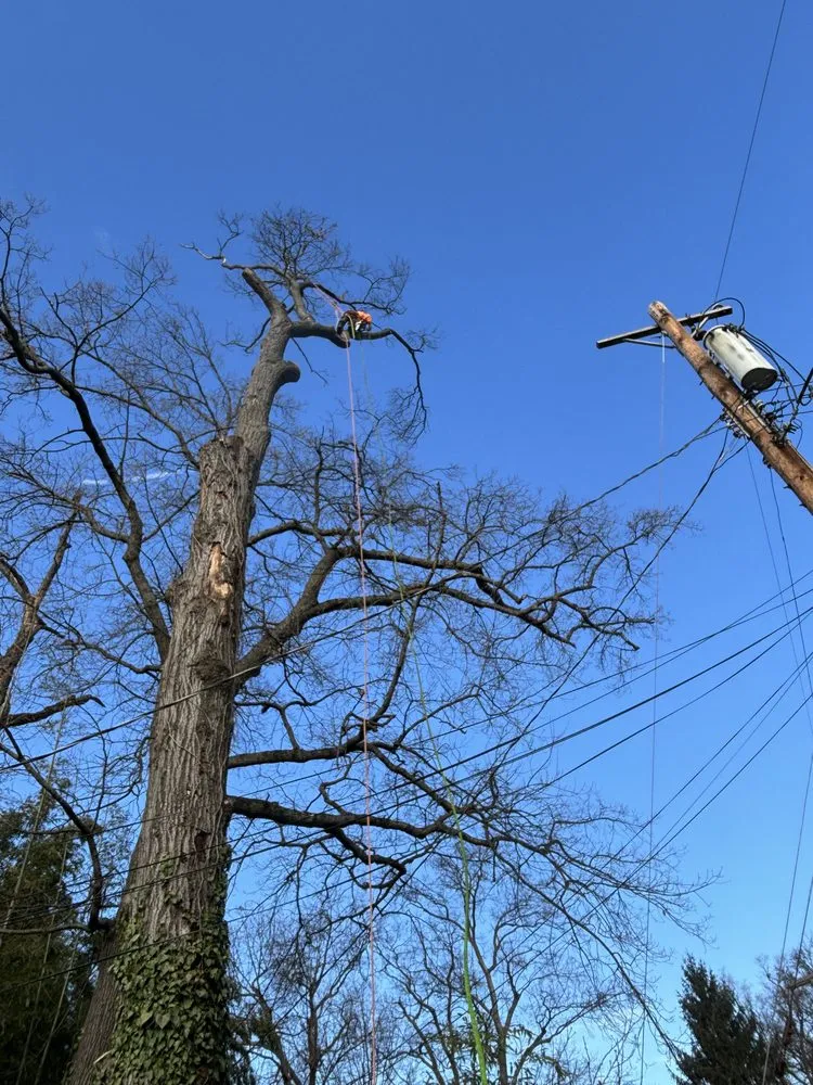 Expert landscape design for year-round maintenance in Silver Spring, MD by Oliva's Tree Services & Landscaping