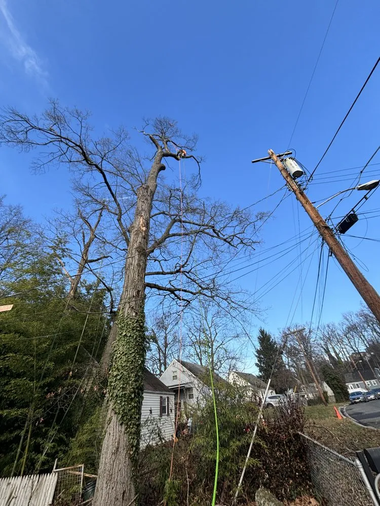 Trusted landscape installation for beautiful yards across Silver Spring, MD - Oliva's Tree Services & Landscaping