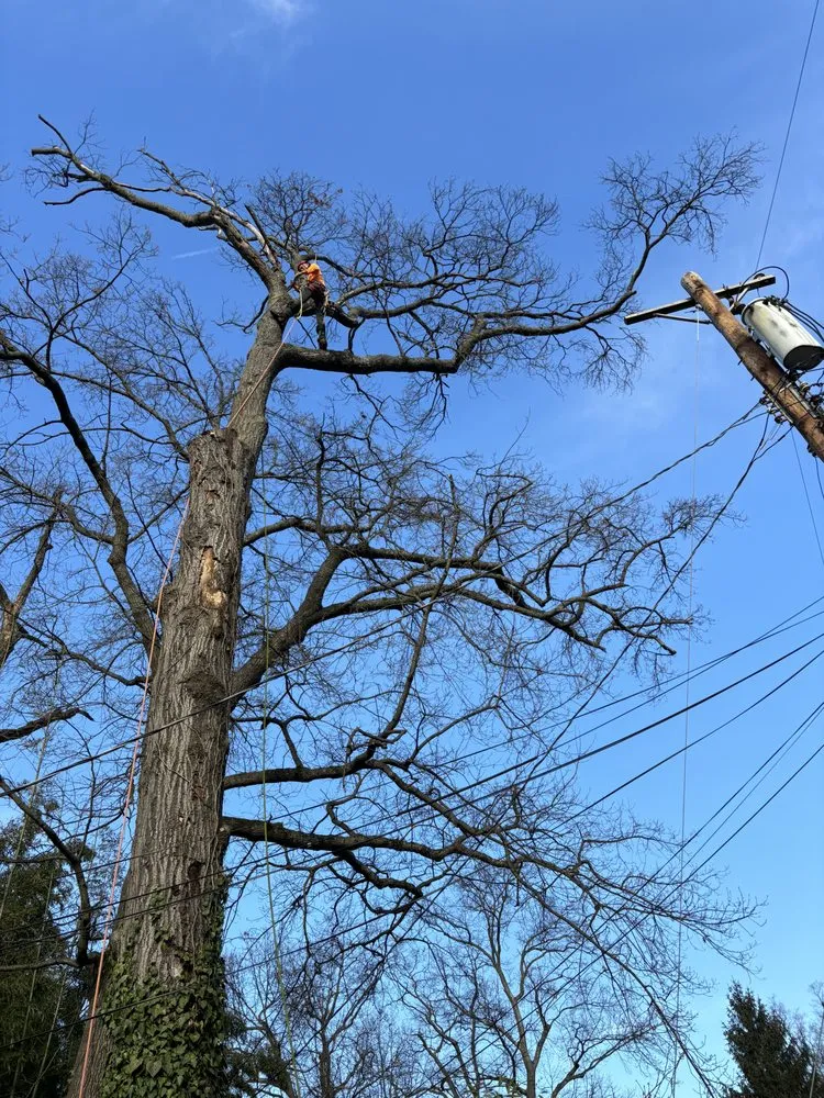 Expert landscape installation in Silver Spring, MD - Oliva's Tree Services & Landscaping