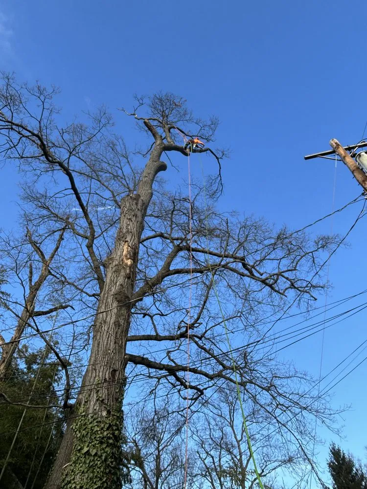 Expert lawn care service for outdoor upgrades across Silver Spring, MD - Oliva's Tree Services & Landscaping