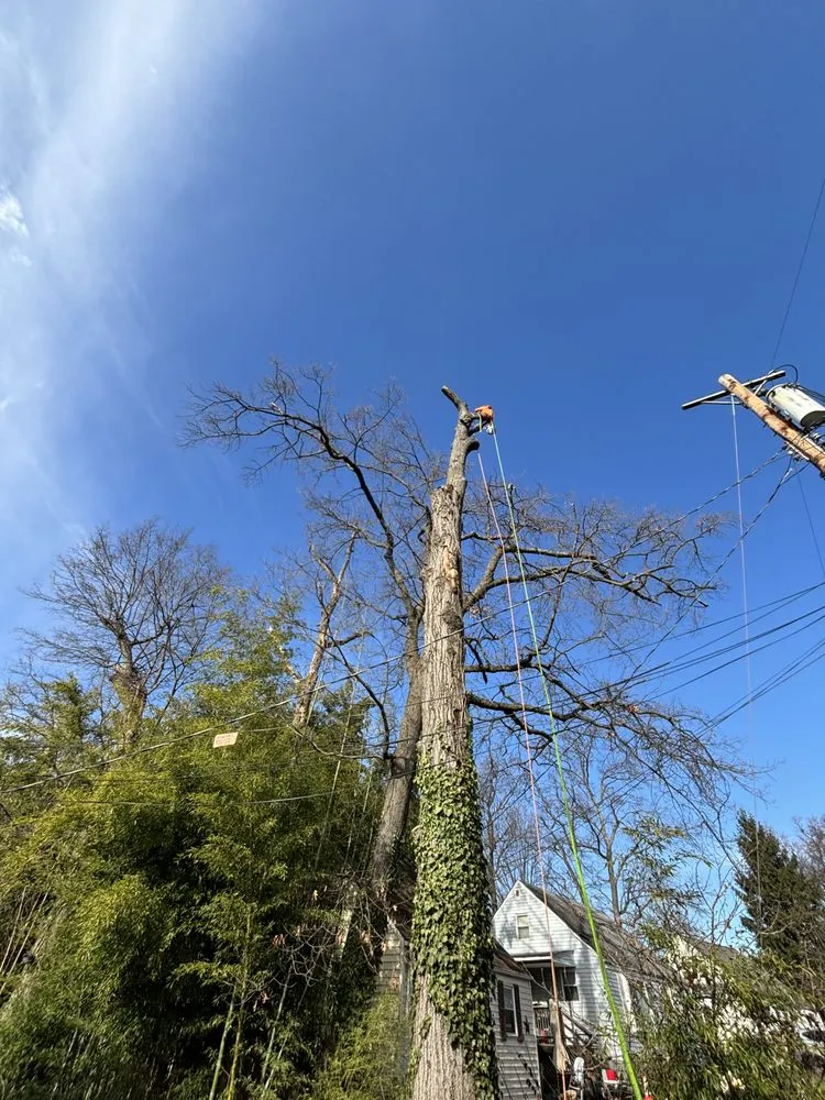 Trusted yard cleanup service experts serving Silver Spring, MD - Oliva's Tree Services & Landscaping