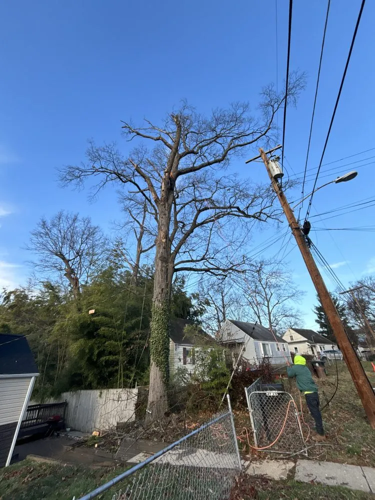 Professional outdoor landscaping in Silver Spring, MD by Oliva's Tree Services & Landscaping