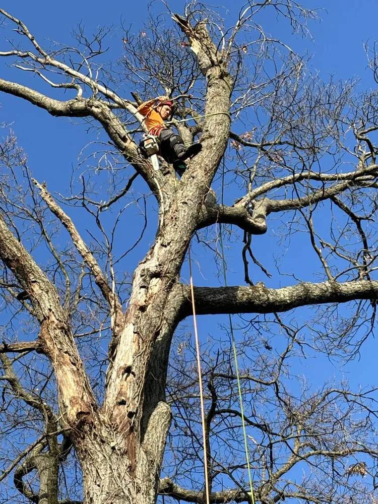 Top-rated garden landscaping with custom design across Silver Spring, MD - Oliva's Tree Services & Landscaping