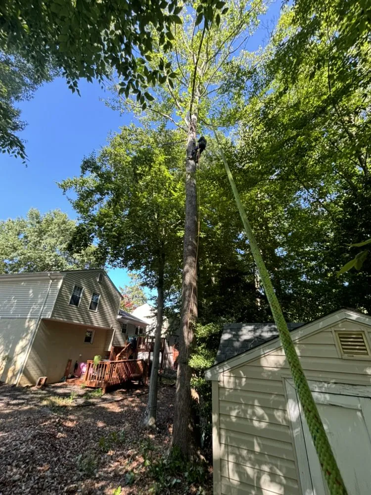 Professional garden landscaping in Silver Spring, MD by Oliva's Tree Services & Landscaping