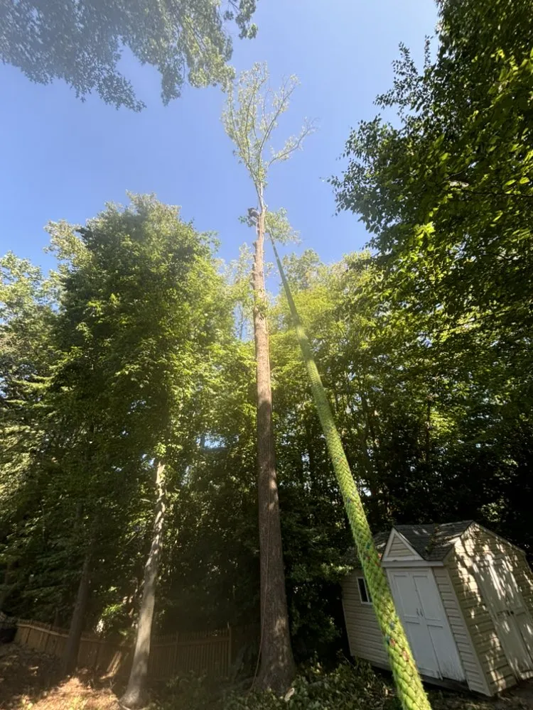 Custom landscape design in Silver Spring, MD by Oliva's Tree Services & Landscaping