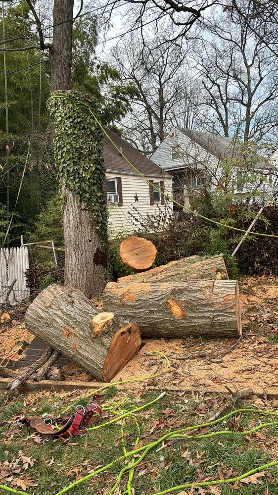 Top-rated landscape design for year-round maintenance across Silver Spring, MD - Oliva's Tree Services & Landscaping