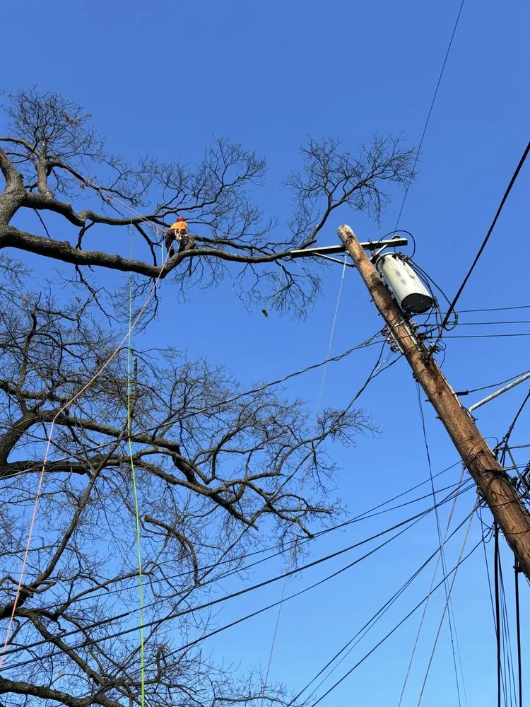 Top-rated residential landscaping in Silver Spring, MD - Oliva's Tree Services & Landscaping