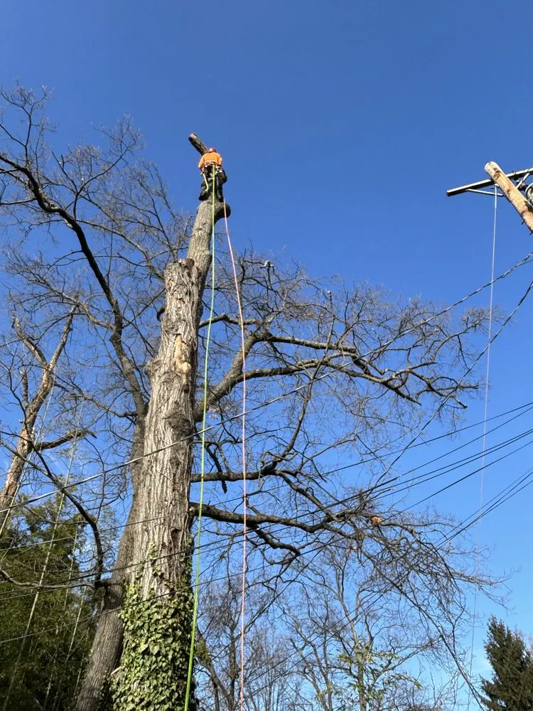 Local landscaping services in Silver Spring, MD - Oliva's Tree Services & Landscaping