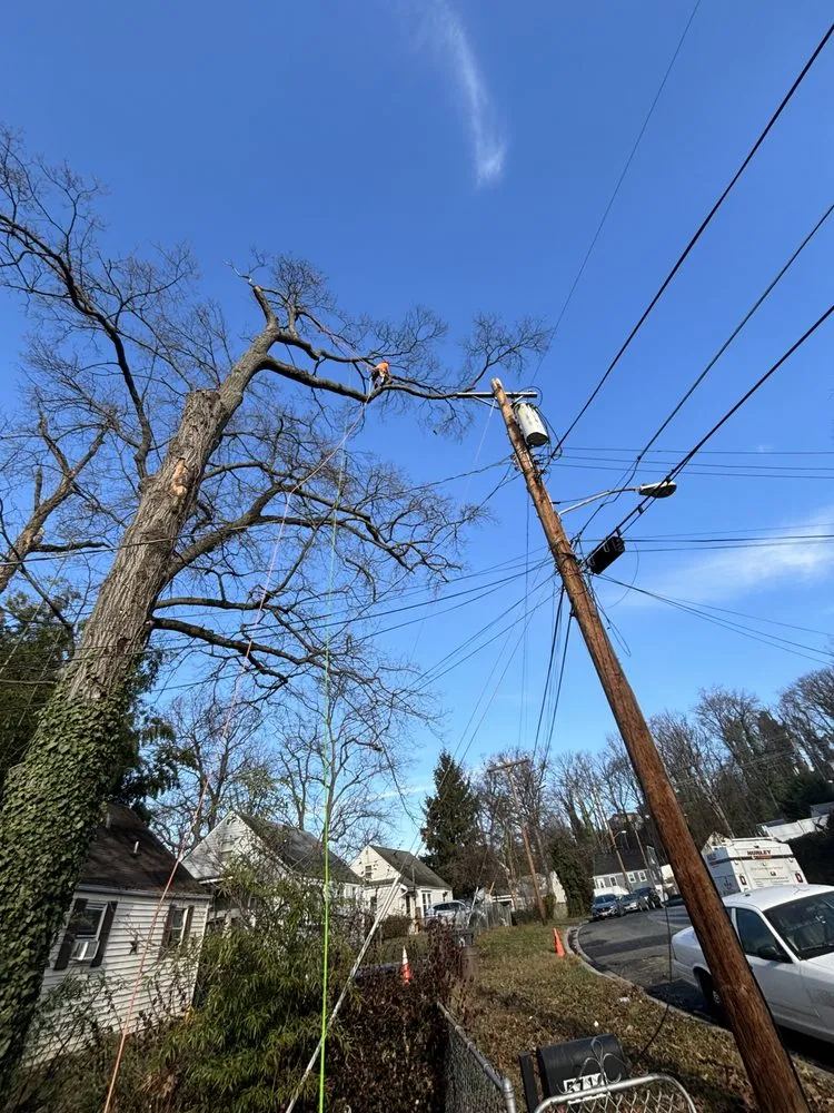 Expert landscape installation in Silver Spring, MD by Oliva's Tree Services & Landscaping