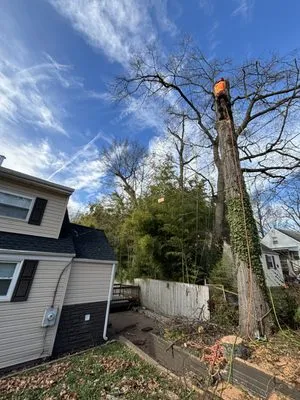 Oliva's Tree Services & Landscaping