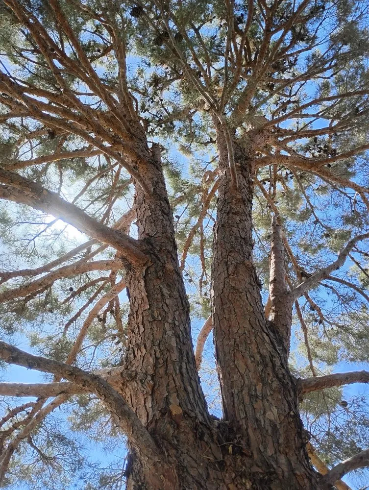 Local landscape design in Austin, TX by Olive & Oak Landscaping