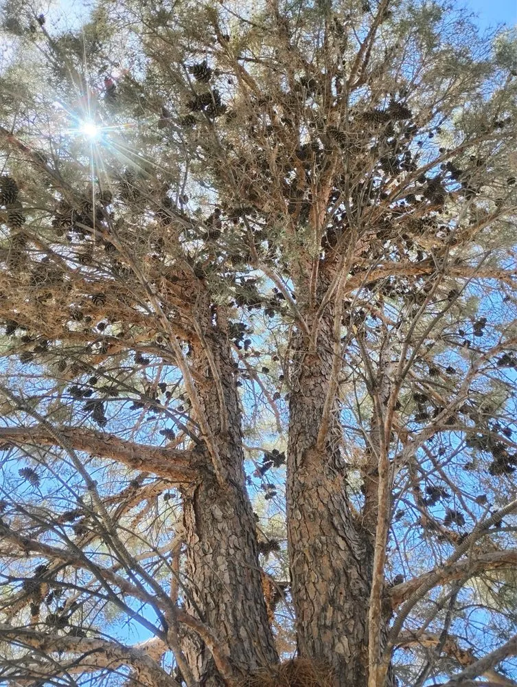 Reliable lawn mowing service for year-round maintenance across Austin, TX - Olive & Oak Landscaping