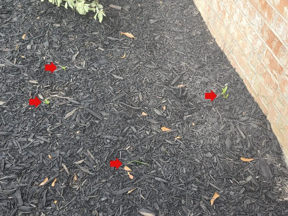 Reliable yard maintenance for year-round maintenance in Houston, TX by Olive Branch Home Improvement And Lawn Care