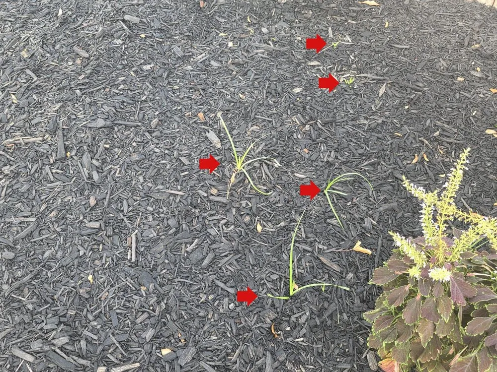 Professional landscape installation for residential properties across Houston, TX - Olive Branch Home Improvement And Lawn Care