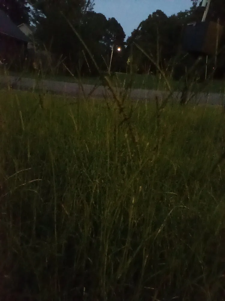 Reliable landscaping services experts serving Conway, AR - Olive Branch Landscape Management