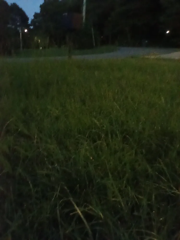 Local yard cleanup service experts serving Conway, AR - Olive Branch Landscape Management